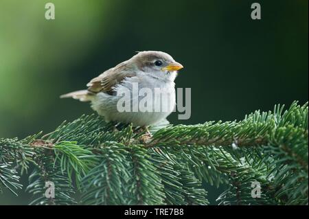 house sparrow (Passer domesticus), sits on a fir, Germany