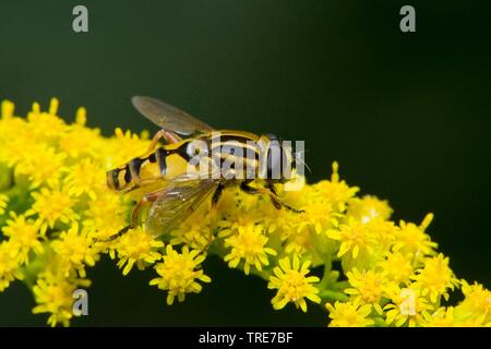 Large tiger hoverfly (Helophilus trivittatus), sits on Solidago, Germany Stock Photo