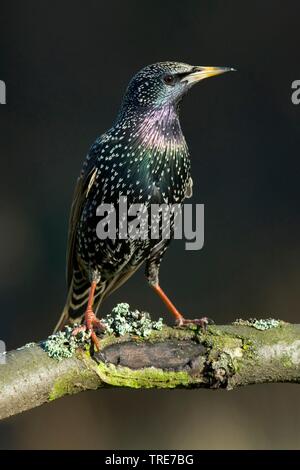 common starling (Sturnus vulgaris), sits on a branch, Germany Stock Photo
