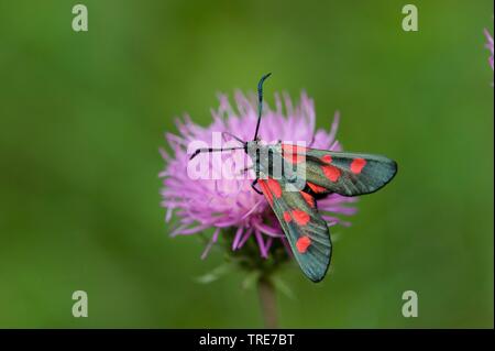 narrow-bordered five-spot burnet (Zygaena lonicerae), sits on a flower, Germany Stock Photo