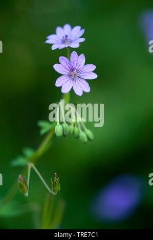 Dovefoot geranium, Dove's-foot Crane's-bill (Geranium molle), blooming Stock Photo