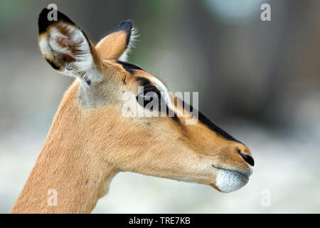 black-faced impala (Aepyceros melampus petersi, Aepyceros petersi), portrait of a female, Namibia, Etosha National Park Stock Photo