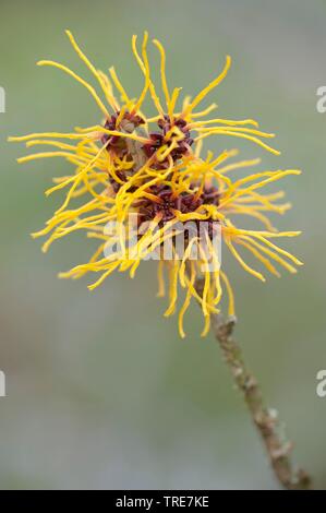 Witch hazel (Hamamelis intermedia, Hamamelis x intermedia), blooming twig ob cultivar Westerstede Stock Photo
