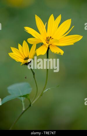 Jerusalem artichoke, Jerusalem artichoke, Sunroot, Sunchoke, Earth apple, Topinambour (Helianthus tuberosus), blooming, Germany Stock Photo