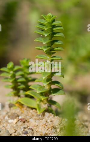 sea sandwort, sea chickweed (Honckenya peploides), Germany Stock Photo
