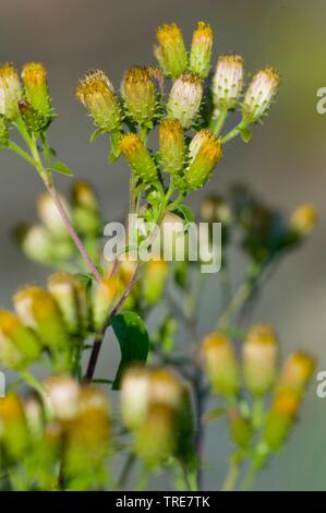 Ploughman's spikenard (Inula conyza, Inula conyzae), blooming, Germany Stock Photo