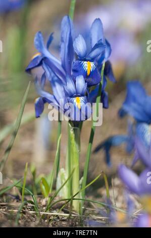 Reticulated Iris (Iris reticulata Harmony), blooming Stock Photo