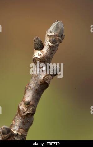 walnut (Juglans regia), twig with buds Stock Photo