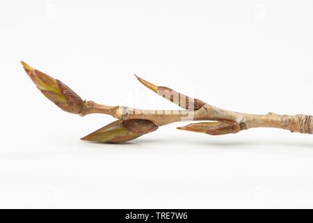 black poplar, balm of gilead, black cottonwood (Populus nigra), branch with buds, Germany Stock Photo