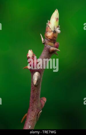 dog rose (Rosa canina), branch with buds, Germany Stock Photo