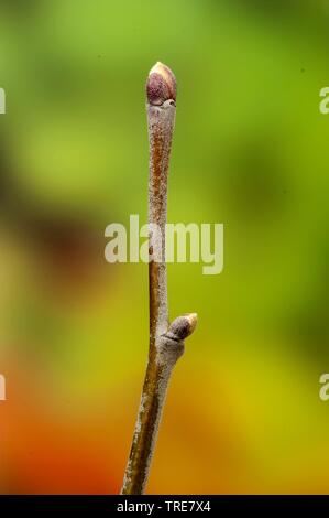 silver linden, silver lime (Tilia tomentosa, Tilia argentea), branch with buds Stock Photo