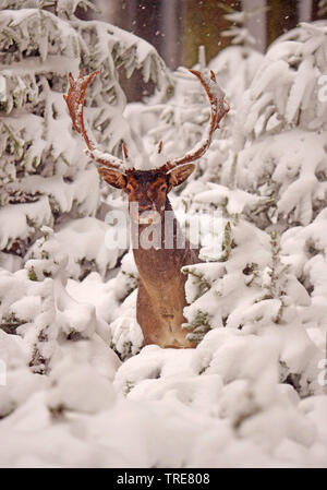 fallow deer (Dama dama, Cervus dama), fallow deer stag in a snowy winter forest, Denmark, Klampenborg