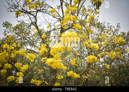 Yellow flowers tree tabebuia spectabilis / Goldentree in the park Stock Photo