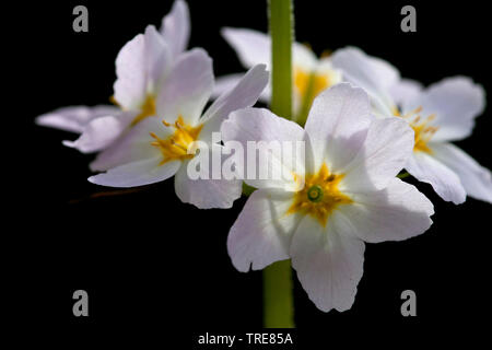 water-violet, water violet (Hottonia palustris), flowers, Netherlands, Frisia Stock Photo