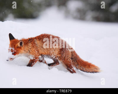 red fox (Vulpes vulpes), on mouse hunting, running a straight line over a snowbound clearing, Czech Republic, Sumava National Park Stock Photo