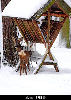 roe deer (Capreolus capreolus), female at the winter feeding, Germany, Saxony Stock Photo