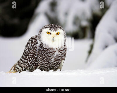 Snowy Owl (Strix scandiaca, Nyctea scandiaca, Bubo scandiacus), sitting in snow, Czech Republic Stock Photo