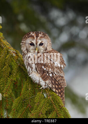 long-eared owl (Asio otus), sitting on a snow-covered spruce branch, Czech Republic Stock Photo