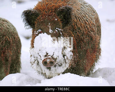 wild boar, pig, wild boar (Sus scrofa), tusker on snowy clearing, Germany, Baden-Wuerttemberg Stock Photo