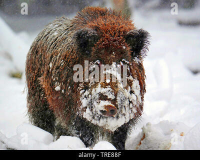 wild boar, pig, wild boar (Sus scrofa), tusker on snowy clearing, Germany, Baden-Wuerttemberg Stock Photo