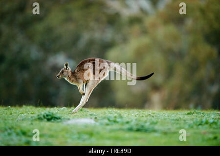 eastern gray kangaroo (Macropus giganteus), juvenile jumps, Australia Stock Photo