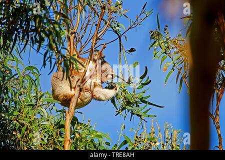 koala, koala bear (Phascolarctos cinereus), feeding on gum tree leaves, Australia, Victoria Stock Photo