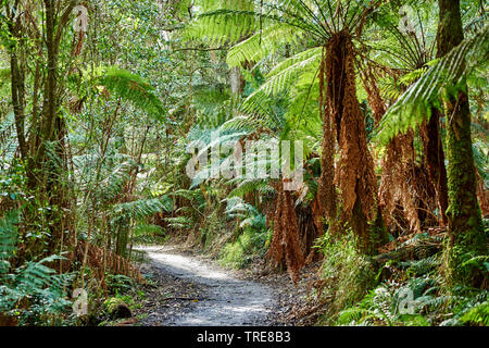 mountain ash, Victorian ash (Eucalyptus regnans), forest in the Dandenong Ranges with Eucalyptus trees and tree ferns in spring, Australia, Victoria, Dandenong Ranges National Park, Sherbrooke Forest Stock Photo