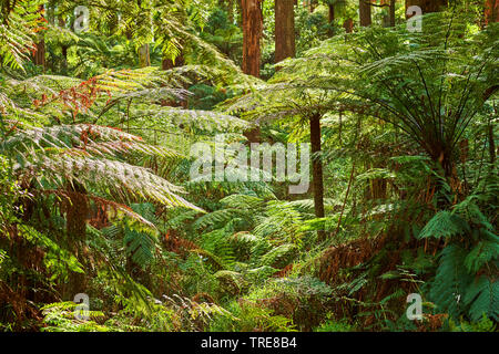 mountain ash, Victorian ash (Eucalyptus regnans), forest in the Dandenong Ranges with Eucalyptus trees and tree ferns in spring, Australia, Victoria, Dandenong Ranges National Park, Sherbrooke Forest Stock Photo