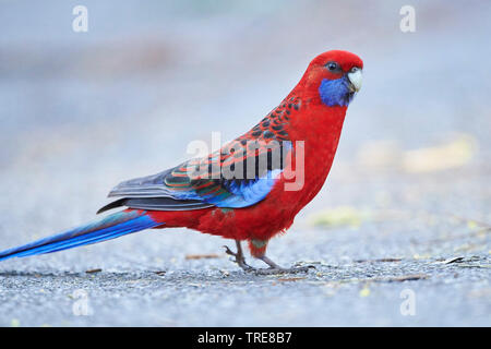 Crimson rosella, Pennant's Rosella (Platycercus elegans), on the ground, Australia, Victoria, Dandenong Ranges National Park Stock Photo