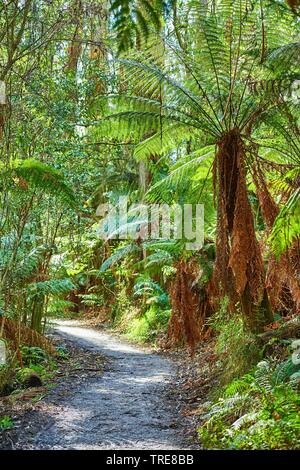 mountain ash, Victorian ash (Eucalyptus regnans), forest in the Dandenong Ranges with Eucalyptus trees and tree ferns in spring, Australia, Victoria, Dandenong Ranges National Park, Sherbrooke Forest Stock Photo