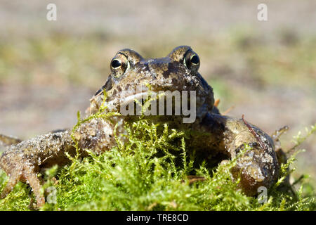 common frog, grass frog (Rana temporaria), portrait, Netherlands, Flevoland Stock Photo