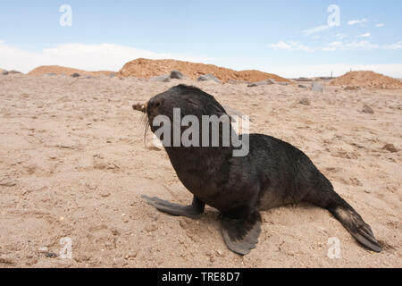 South African fur seal, Cape fur seal (Arctocephalus pusillus pusillus, Arctocephalus pusillus), deserted seal baby on the beach, side view, Namibia Stock Photo