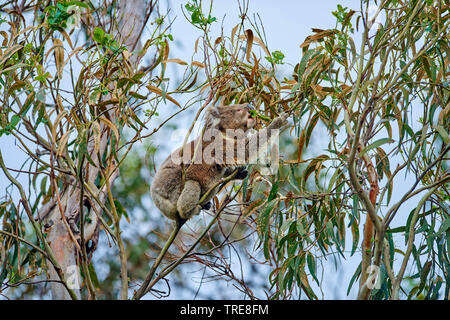 koala, koala bear (Phascolarctos cinereus), sitts eating in an eucalytus tree, side view, Australia, Victoria, Great Otway National Park