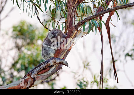 koala, koala bear (Phascolarctos cinereus), resting in an eucalyptus tree, Australia, Victoria, Great Otway National Park Stock Photo