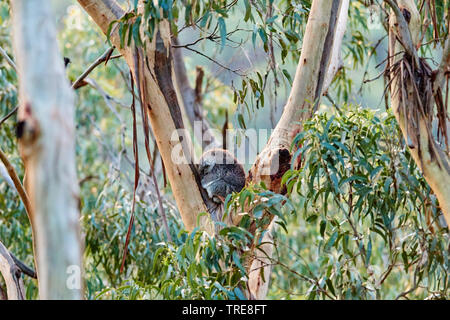 koala, koala bear (Phascolarctos cinereus), sleeping in an eucalyptus tree, side view, Australia, Victoria, Great Otway National Park Stock Photo