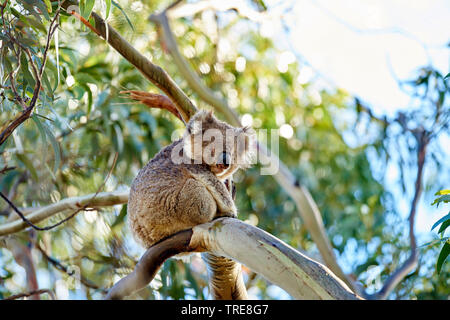 koala, koala bear (Phascolarctos cinereus), sitting in an eucalytus tree, Australia, Victoria, Great Otway National Park Stock Photo