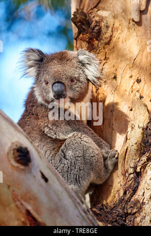 koala, koala bear (Phascolarctos cinereus), sitting on a tree, Australia, Victoria, Great Otway National Park Stock Photo