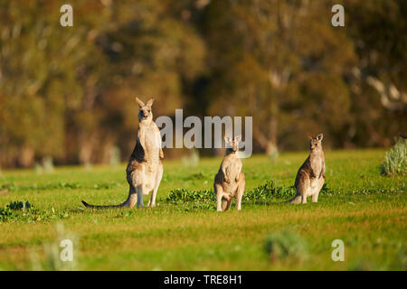 eastern gray kangaroo, Eastern grey kangaroo, Great grey kangaroo, forester kangaroo (Macropus giganteus), female with two juveniles in a meadow, Australia, Victoria Stock Photo