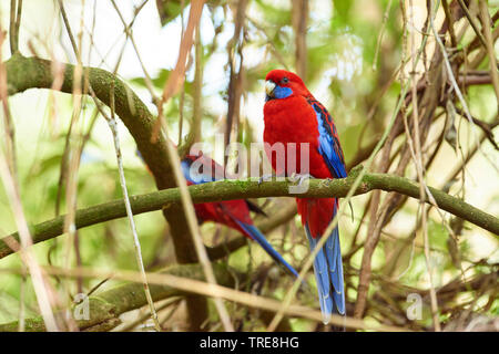 Crimson rosella, Pennant's Rosella (Platycercus elegans), sits on a branch, Australia, Victoria, Dandenong Ranges National Park Stock Photo