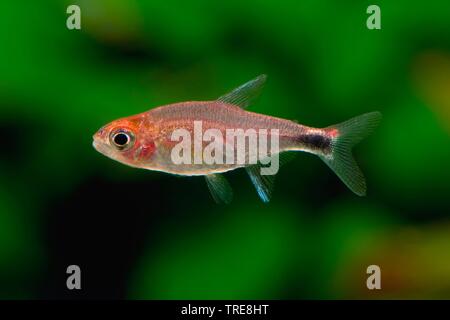 Ruby Tetra (Axelrodia riesei), in aquarium Stock Photo