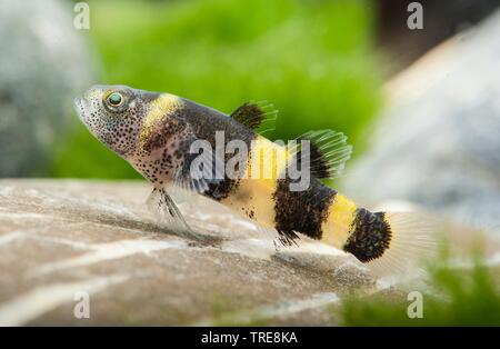 Doria's Bumblebee Goby (Brachygobius doriae), in aquarium Stock Photo