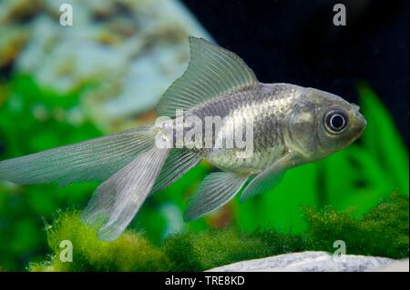 goldfish, common carp (Carassius auratus Oranda), breed Oranda Stock Photo