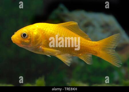 goldfish, common carp (Carassius auratus Zitrone), breed lemon Stock Photo