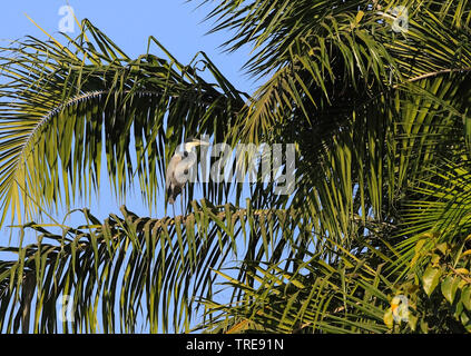 black-headed heron (Ardea melanocephala), on a plam, Gambia Stock Photo