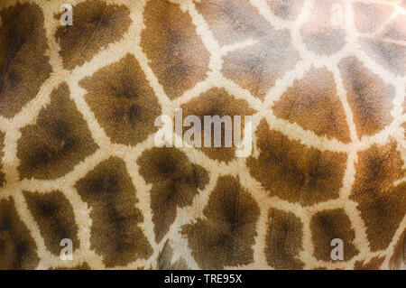 Close up of animal wildlife real giraffe skin texture background Stock Photo