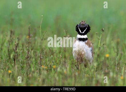 little bustard (Tetrax tetrax), male in a meadow, Spain Stock Photo