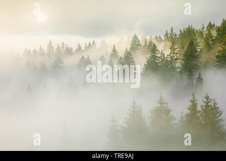 Norway spruce (Picea abies), spruce forest at Ratenpass  in fog, Switzerland Stock Photo