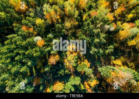 mixed forest in autumn, drone picture, Switzerland, Zuercher Oberland Stock Photo
