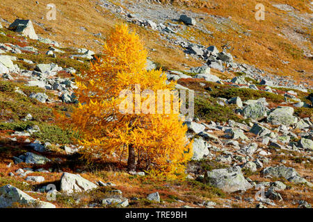 common larch, European larch (Larix decidua, Larix europaea), larch at Julier Pass in autumn , Switzerland, Valais