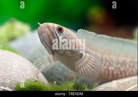 Lal Cheng Snakehead (Channa andrao), on the ground, side view Stock Photo